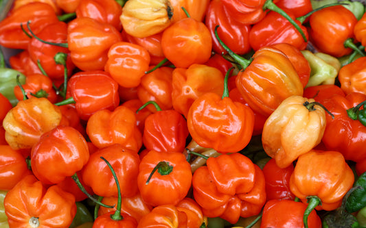 Hot Pepper (Habaneros)